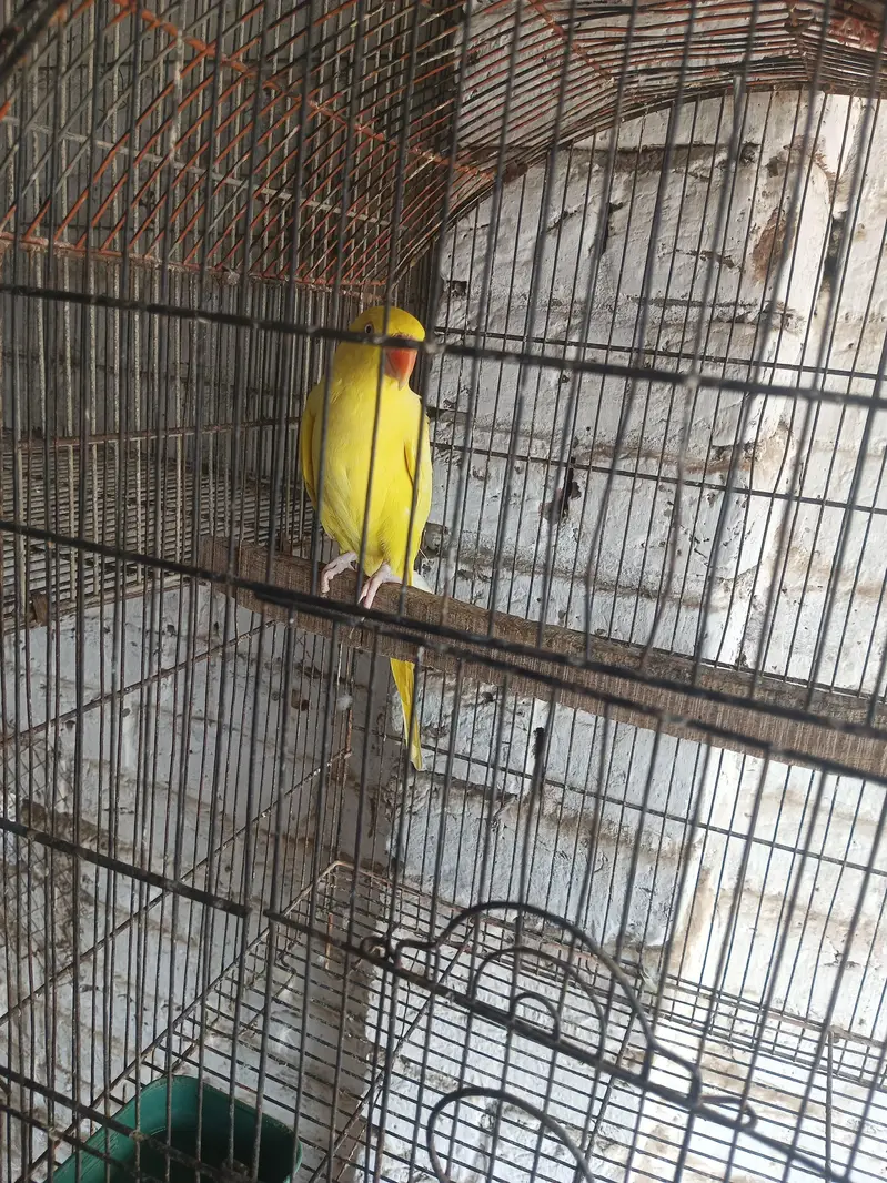 Yellow female one nail missing semi tame — photo 4