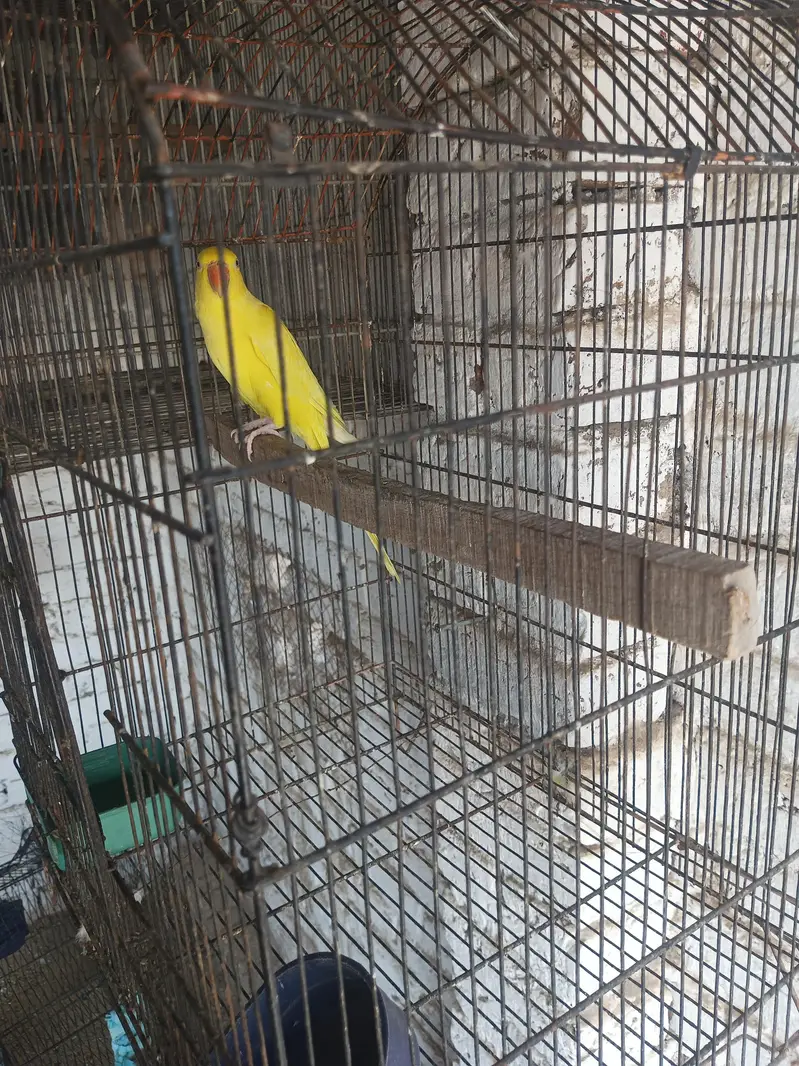 Yellow female one nail missing semi tame — photo 5
