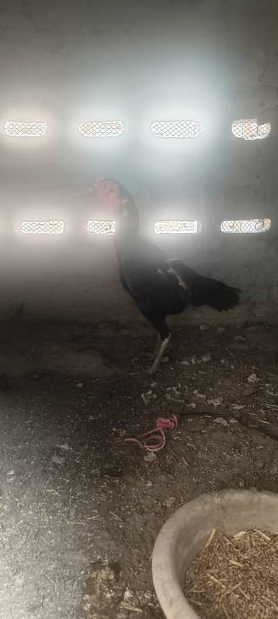 Aseel madi for sale