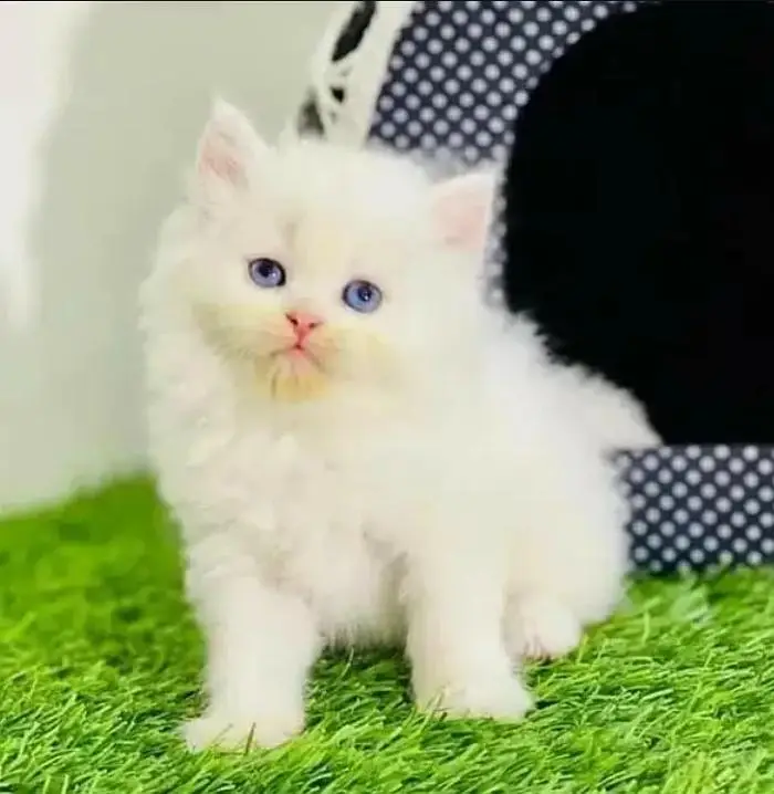 Persian Female kitten for sale 03243854//778