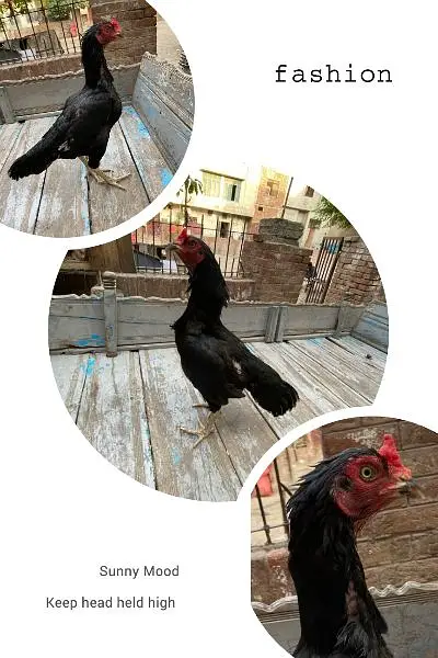 top quality aseel murgi for sale — photo 2