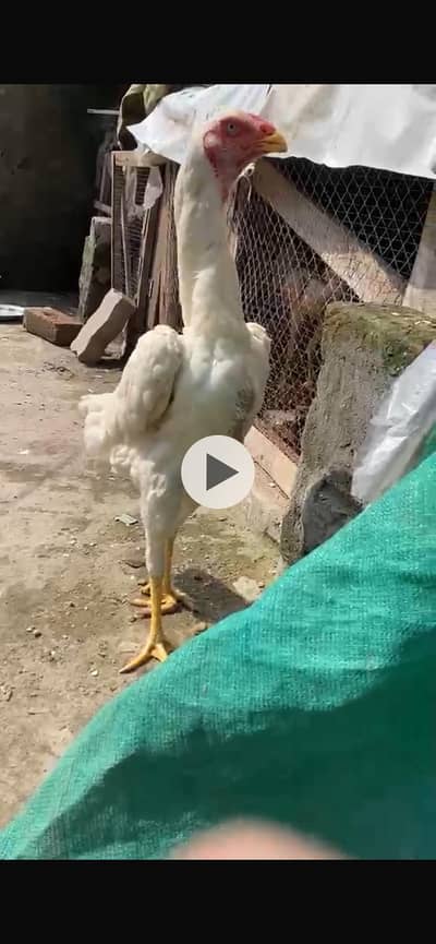 paper White shamoo female for sale big size