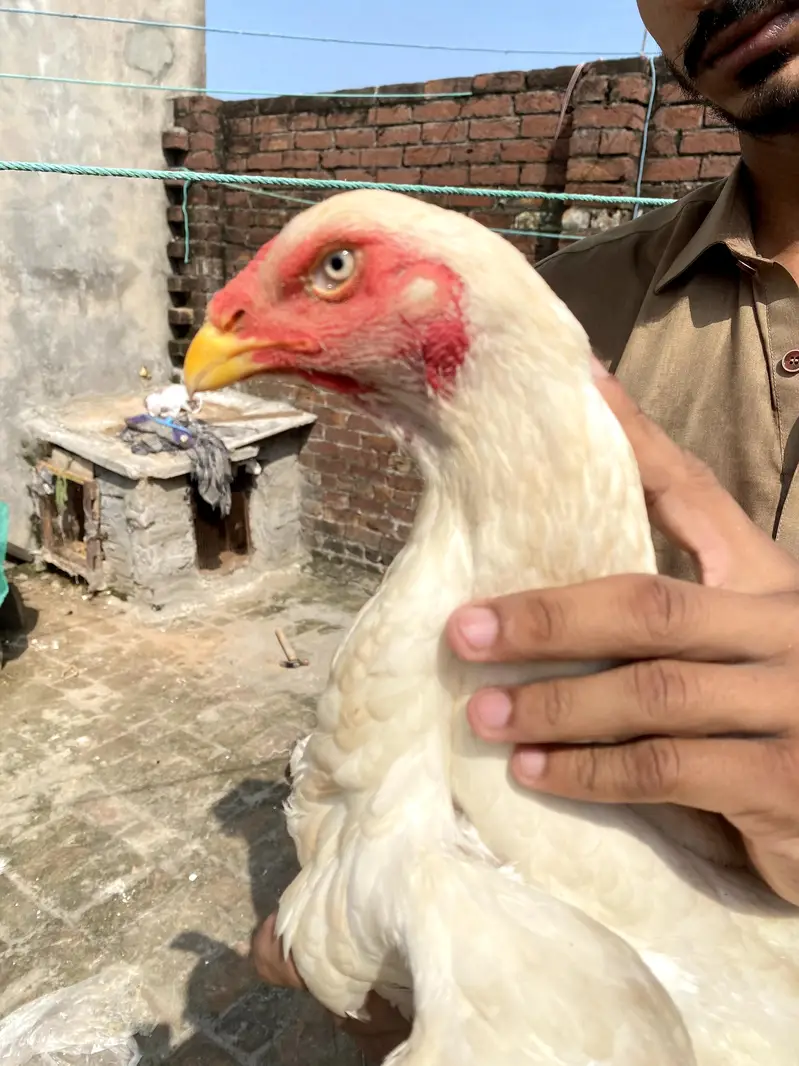 paper White shamoo female for sale big size — photo 2