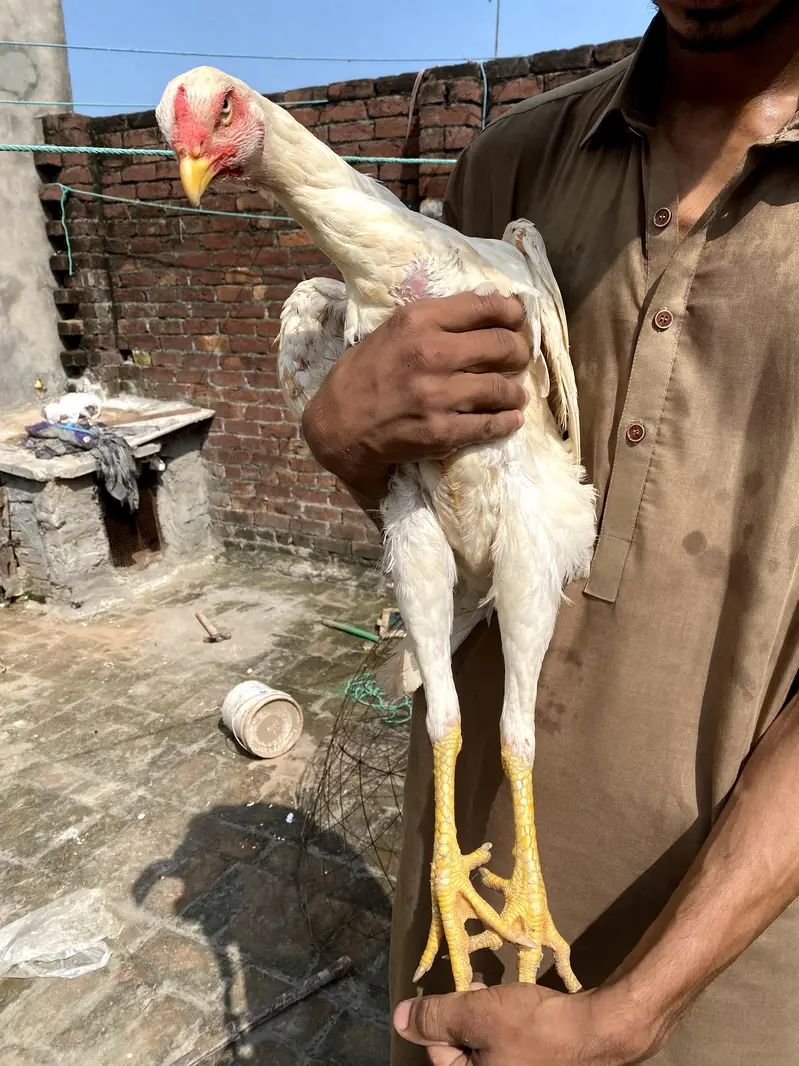 paper White shamoo female for sale big size — photo 3