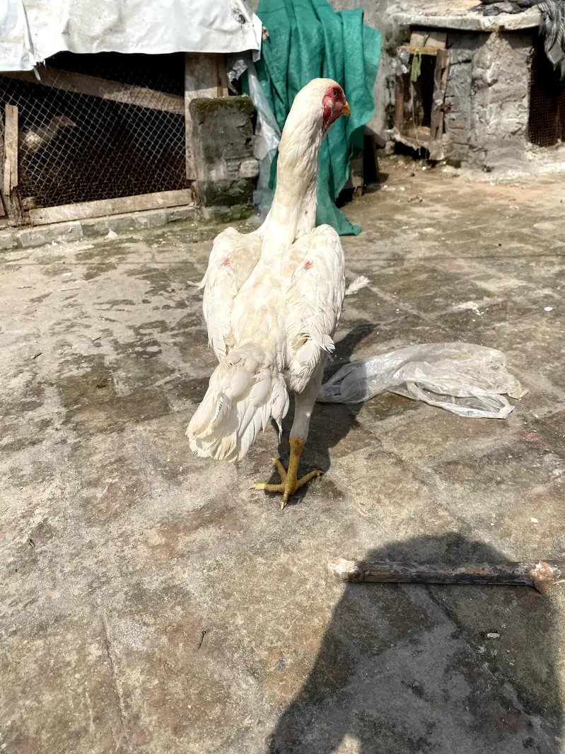paper White shamoo female for sale big size — photo 4