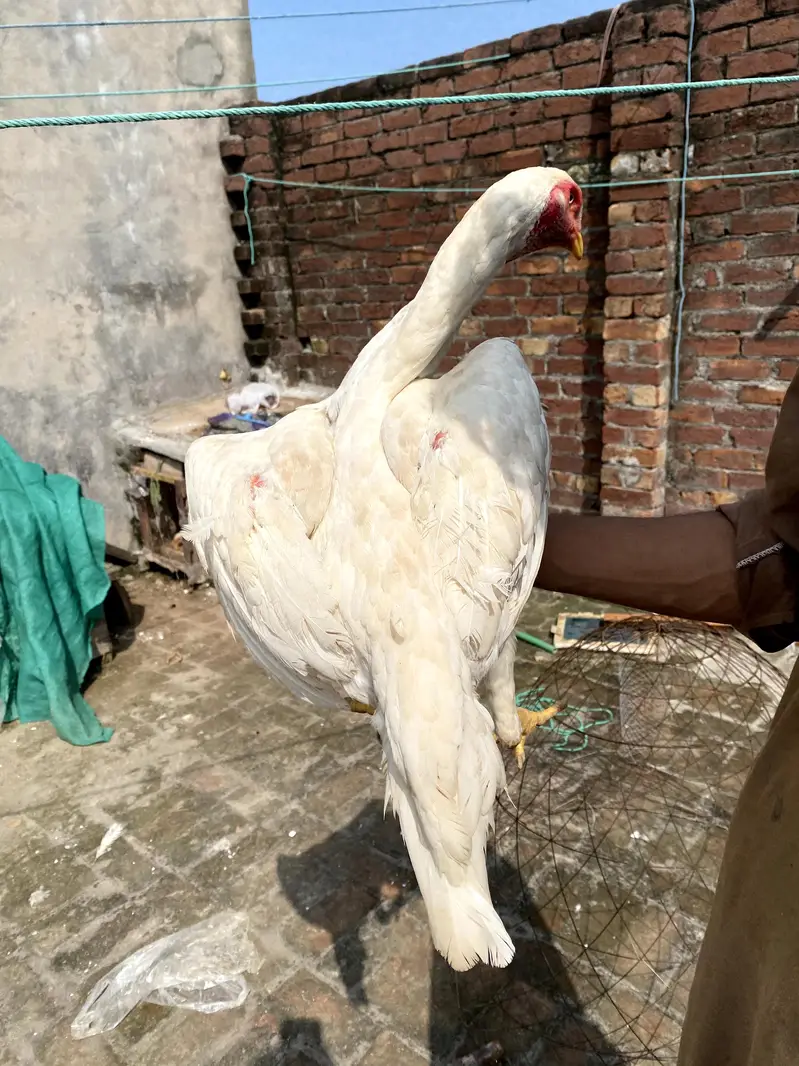 paper White shamoo female for sale big size — photo 6