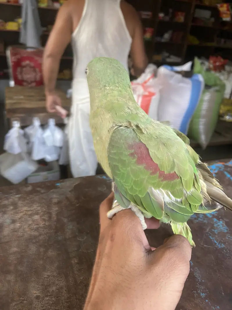 healthy parrot argent for sale — photo 2
