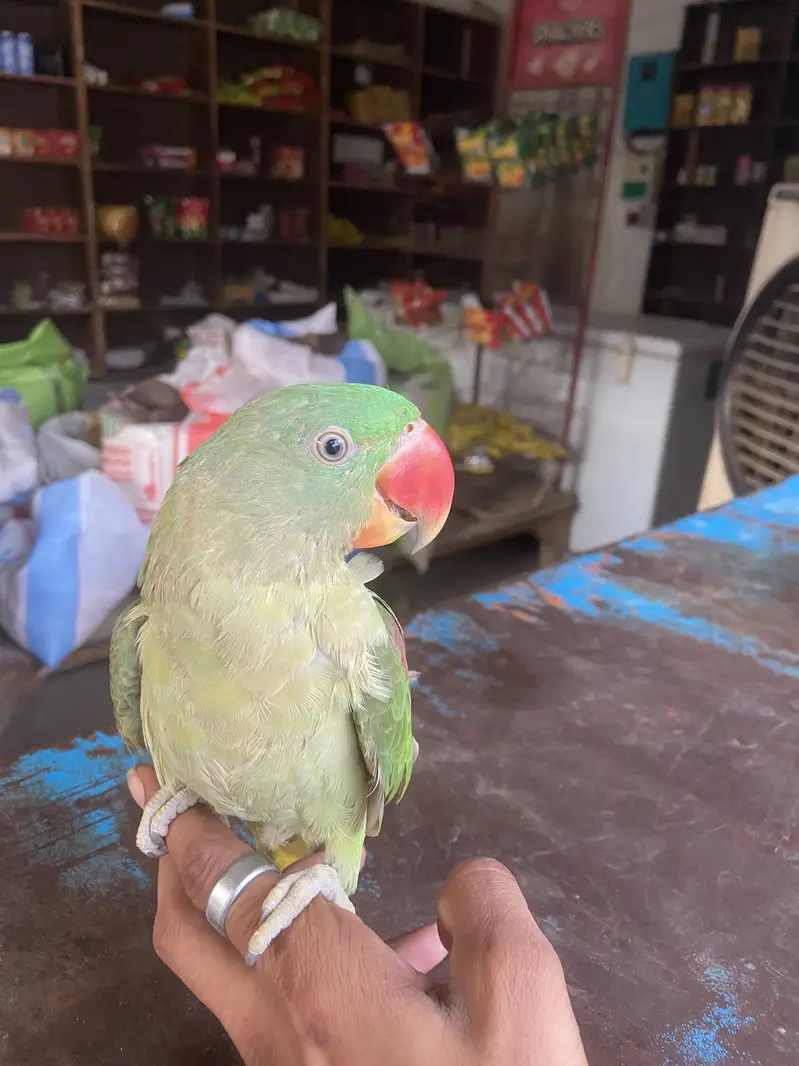 healthy parrot argent for sale — photo 3
