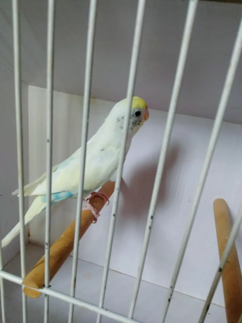 Sky blue opline pair ek male extra paid sale whats app 03418116315 — photo 9