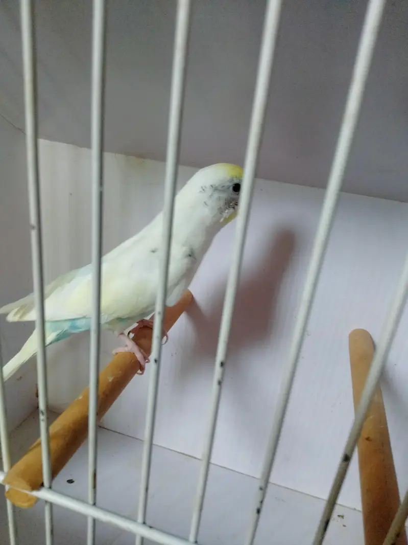 Sky blue opline pair ek male extra paid sale whats app 03418116315 — photo 10