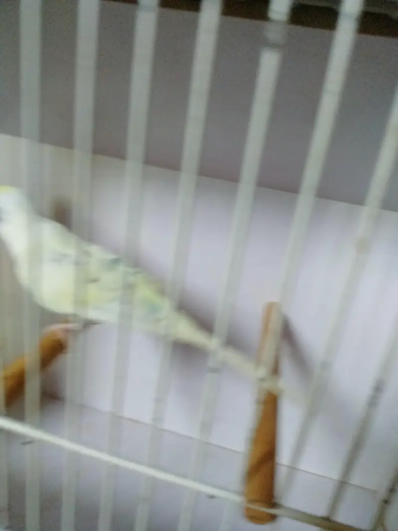 Sky blue opline pair ek male extra paid sale whats app 03418116315 — photo 11