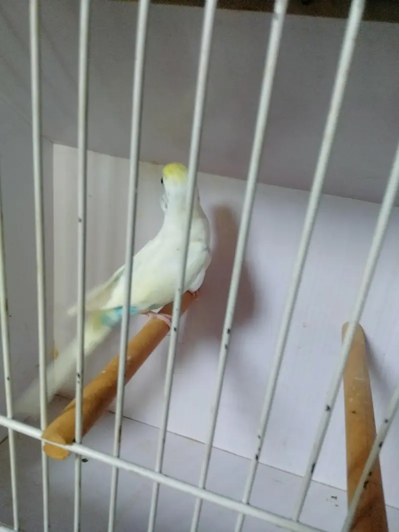 Sky blue opline pair ek male extra paid sale whats app 03418116315 — photo 12