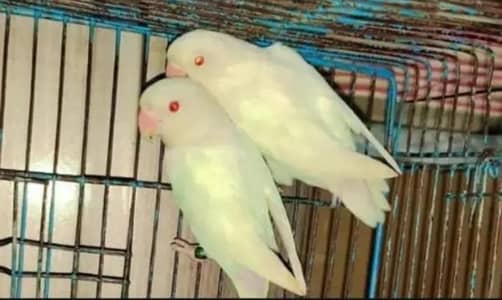 5 pair breeder lovebirds.