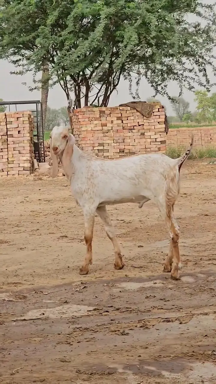 Makkah Chini Bakra Urgent For Sale / 03242704045 — photo 4