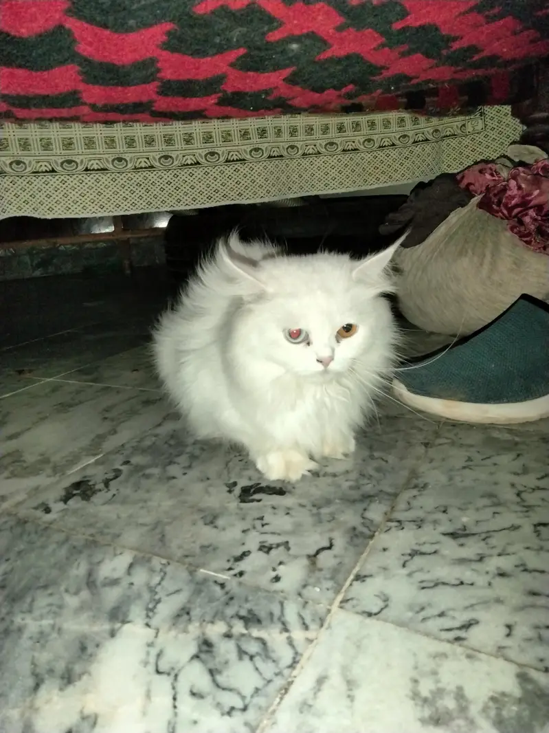 Pure White Persian Female Cat with 10 Days Old Kitten Pair — photo 2