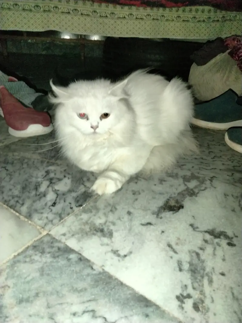 Pure White Persian Female Cat with 10 Days Old Kitten Pair — photo 3