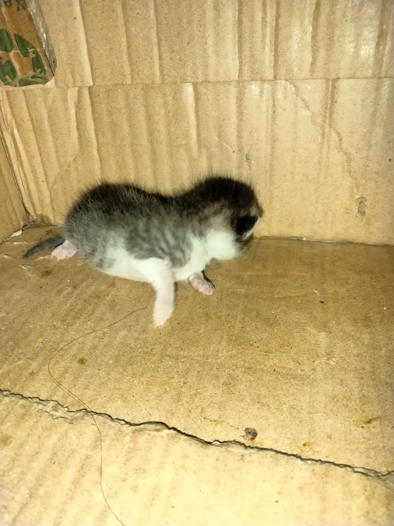 Pure White Persian Female Cat with 10 Days Old Kitten Pair — photo 4