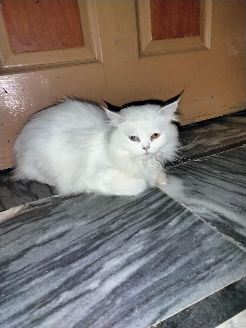Pure White Persian Female Cat with 10 Days Old Kitten Pair — photo 5