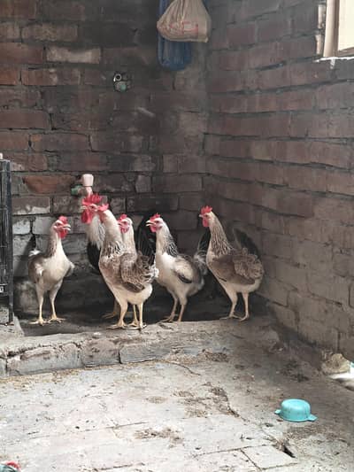Dandarwi Breed Eggs and Chicks Available