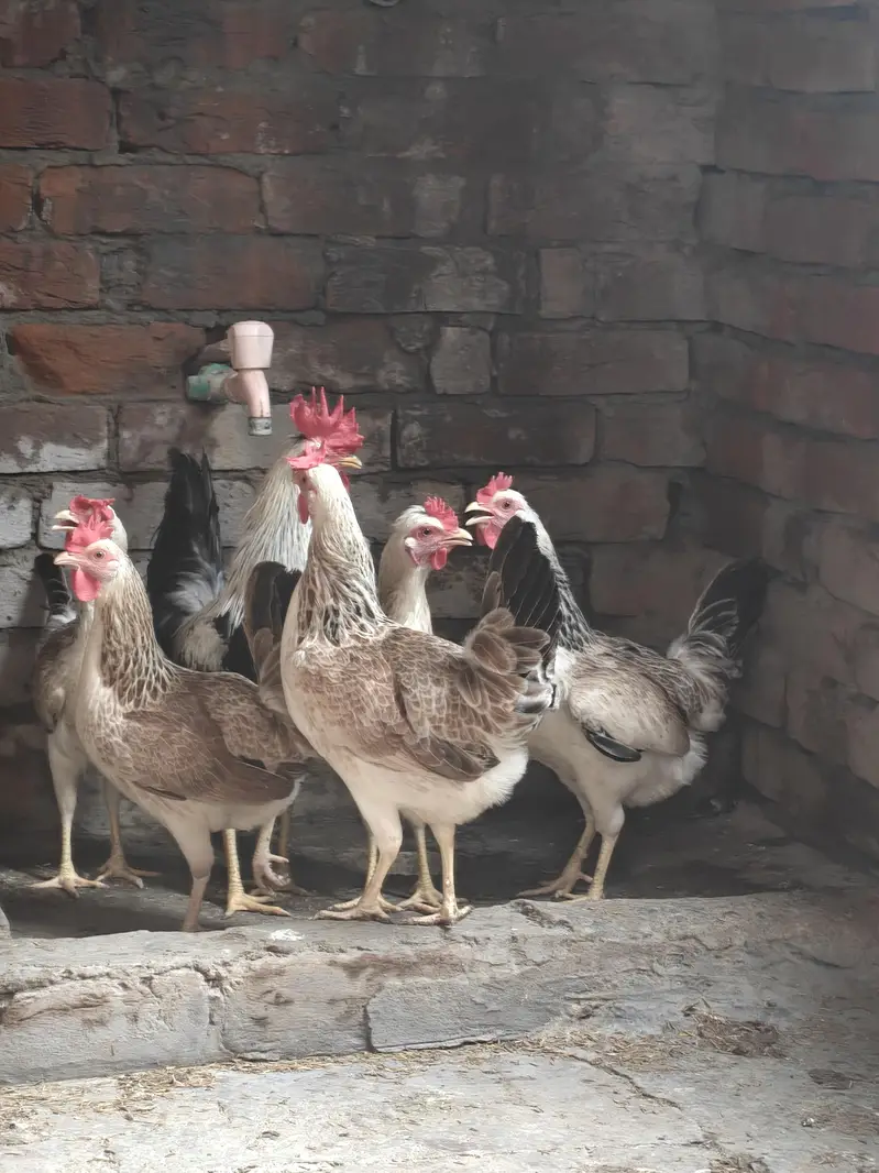Dandarwi Breed Eggs and Chicks Available — photo 2