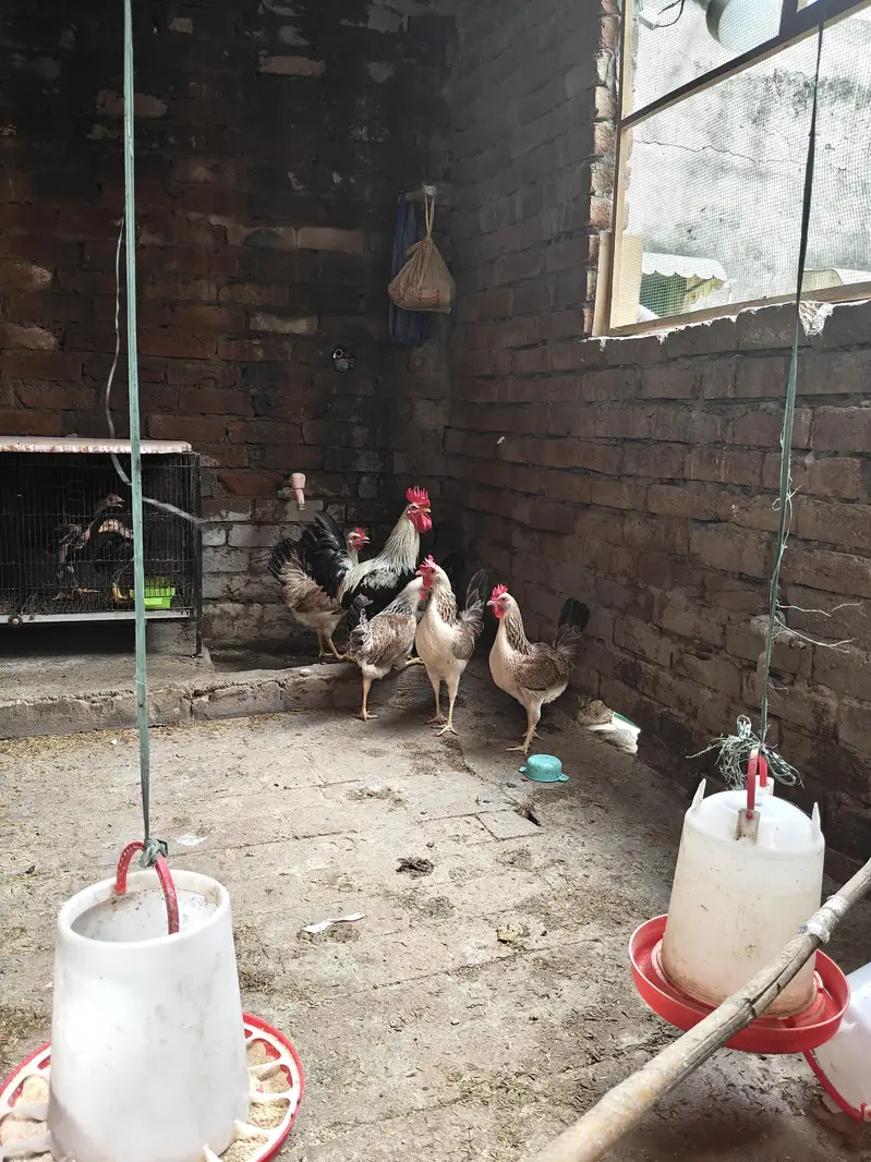 Dandarwi Breed Eggs and Chicks Available — photo 3