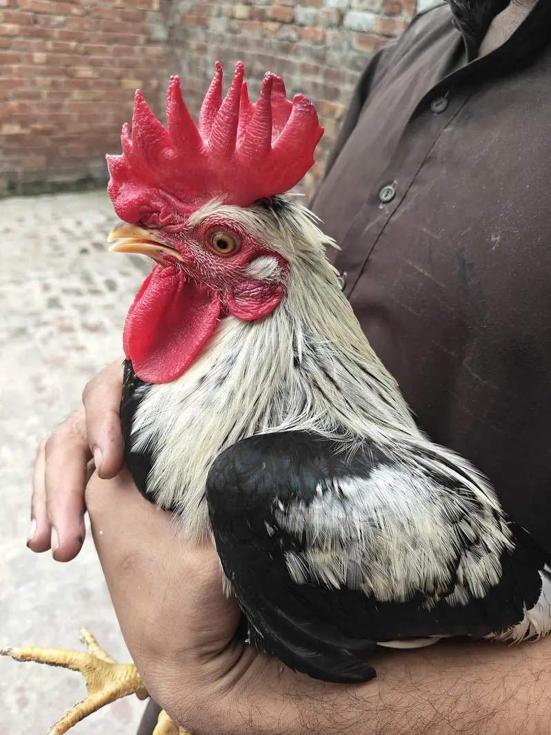 Dandarwi Breed Eggs and Chicks Available — photo 4
