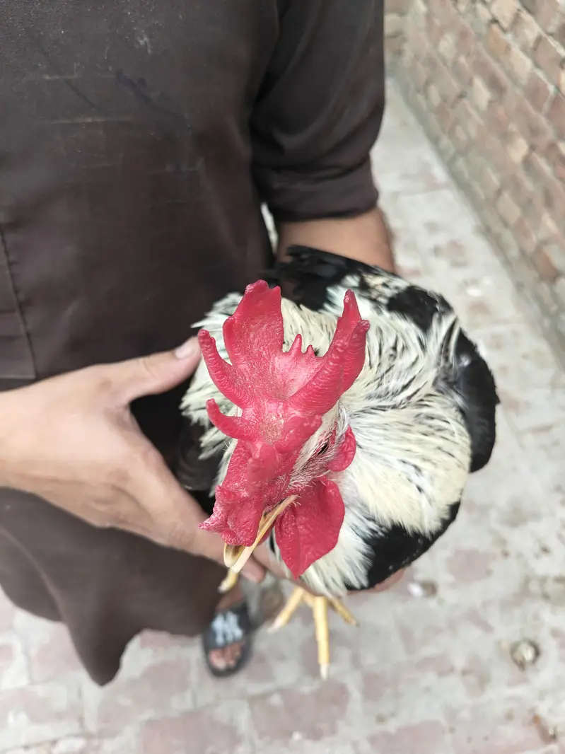 Dandarwi Breed Eggs and Chicks Available — photo 5