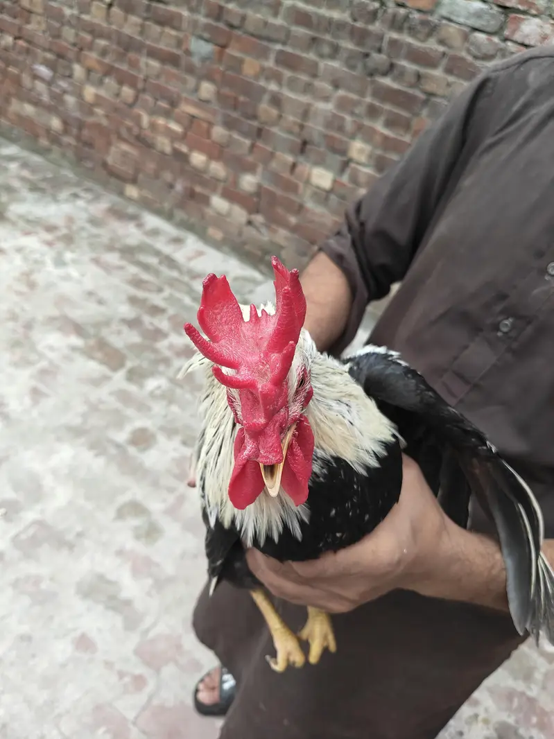 Dandarwi Breed Eggs and Chicks Available — photo 6