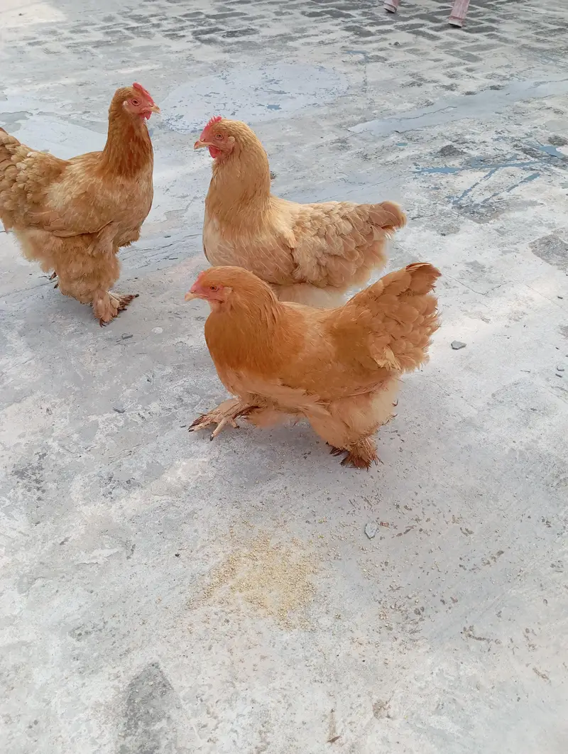 Golden Buff Heavy Cochin — photo 7
