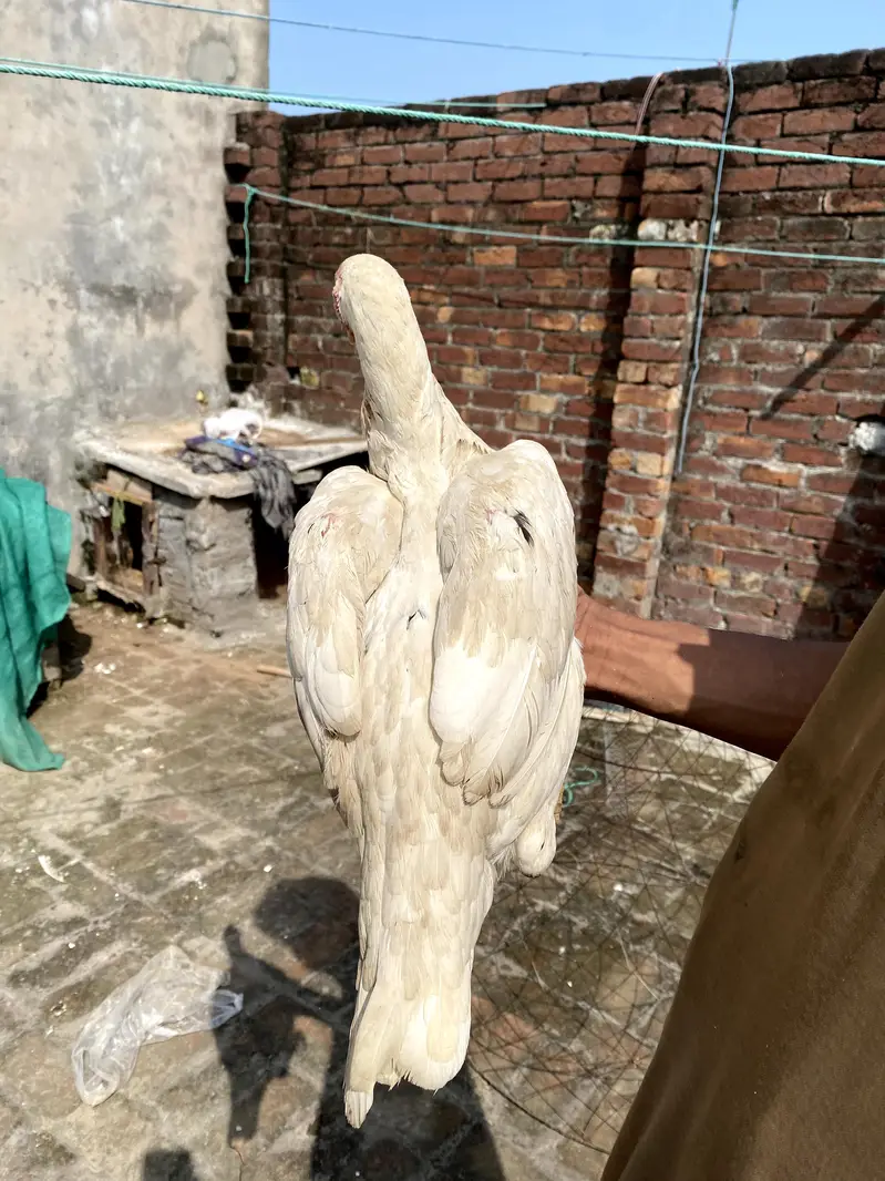 Pakistani white aseel female for sale