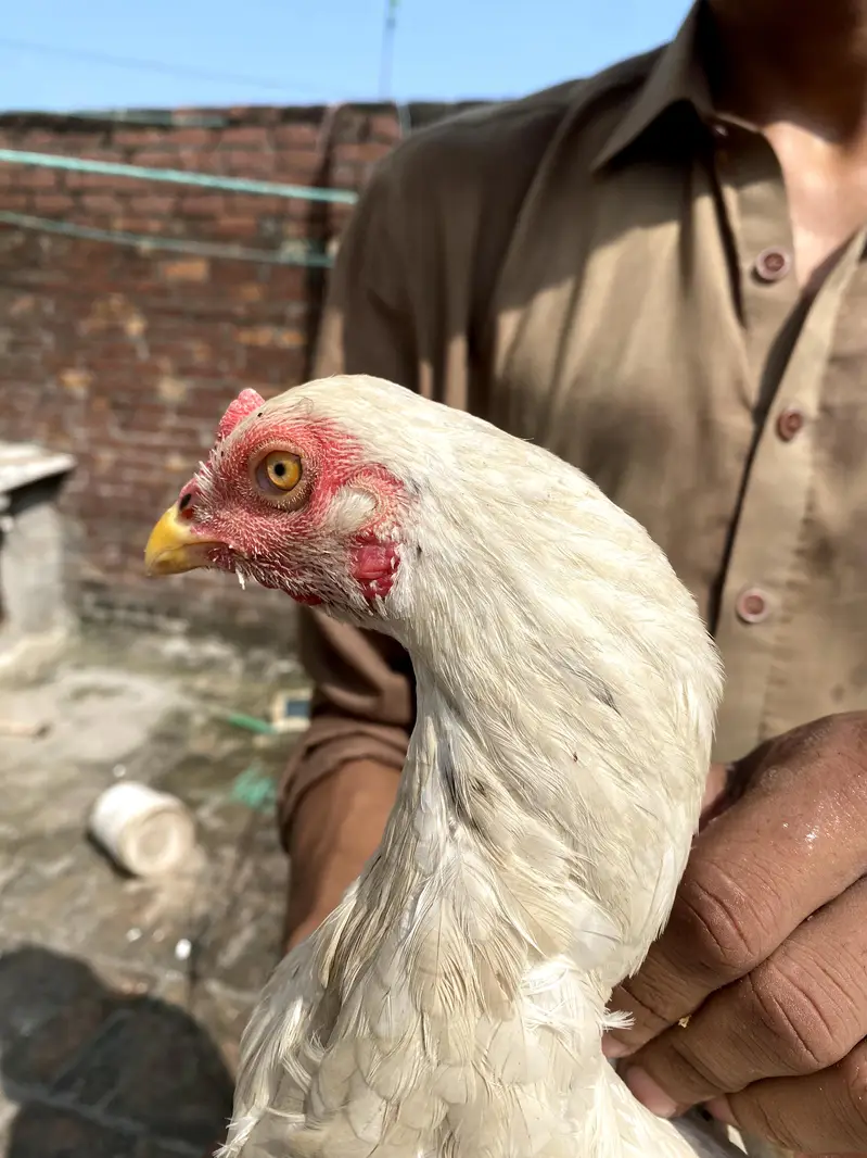 Pakistani white aseel female for sale — photo 2