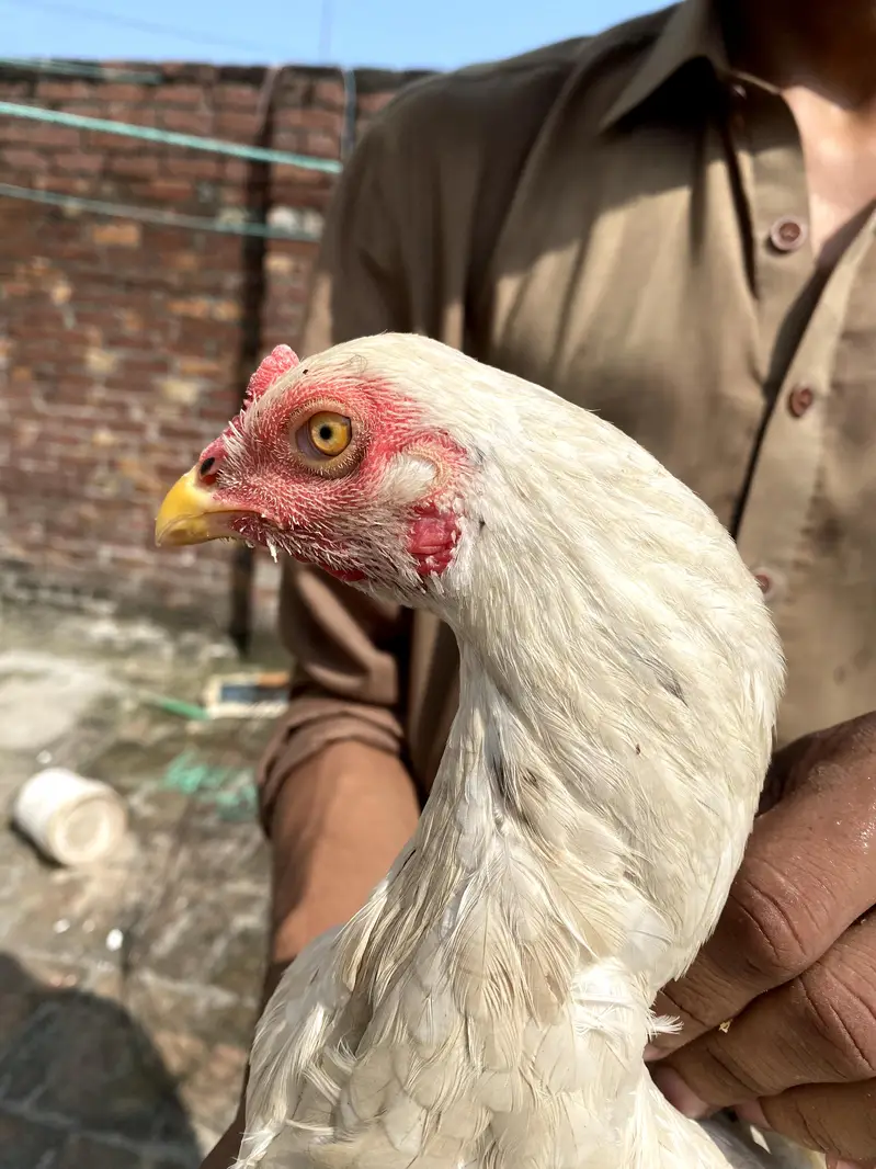Pakistani white aseel female for sale — photo 3