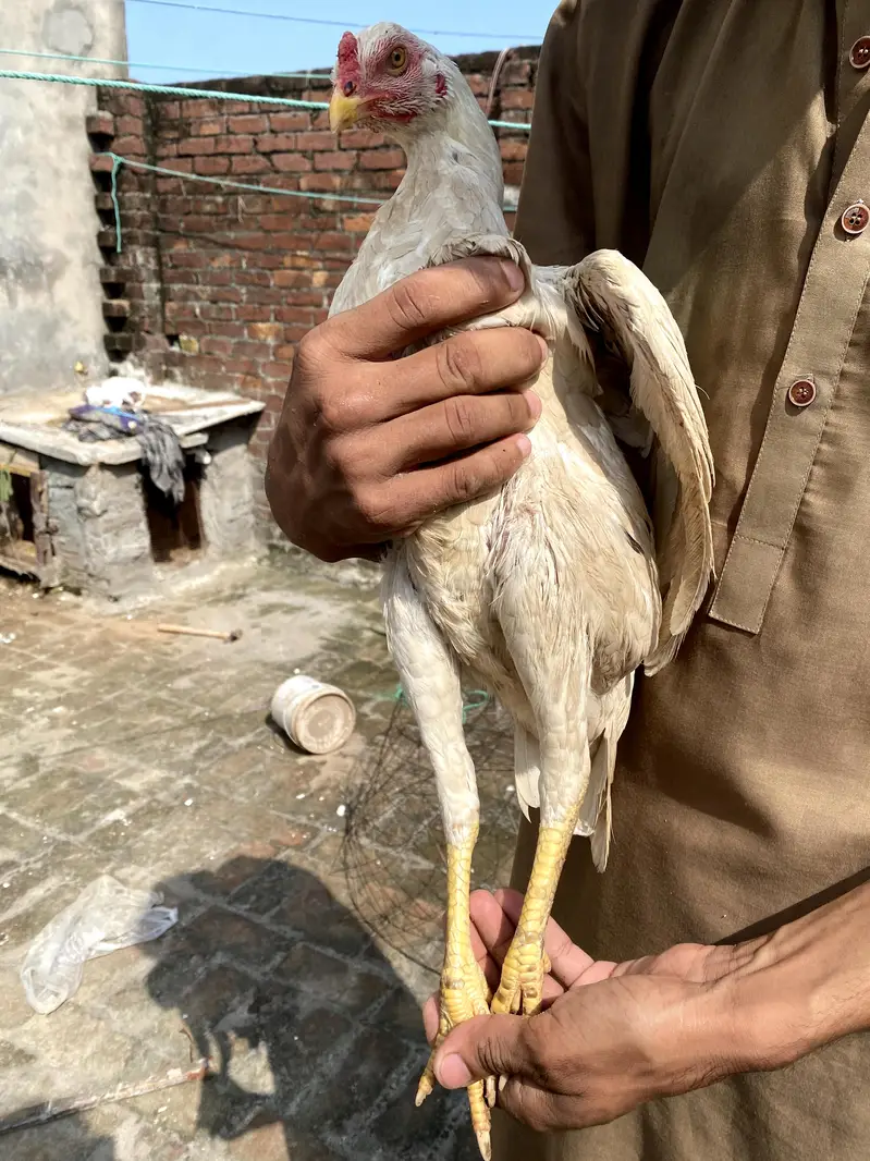 Pakistani white aseel female for sale — photo 4