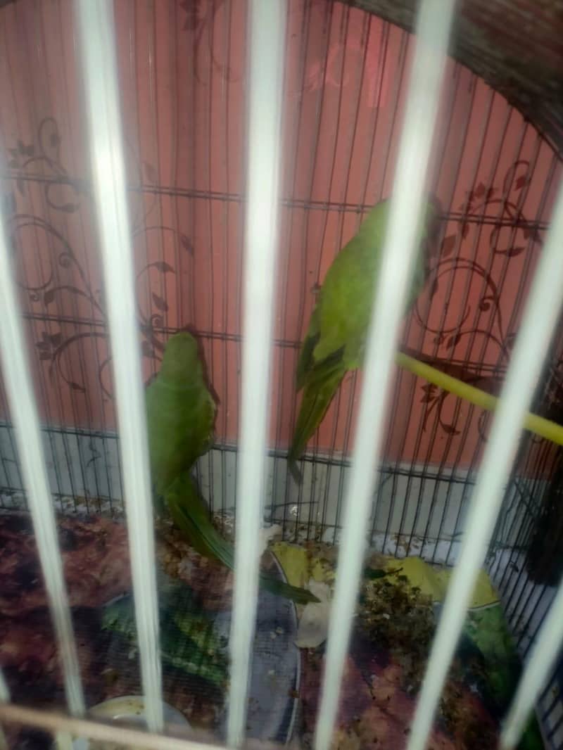 green 1
