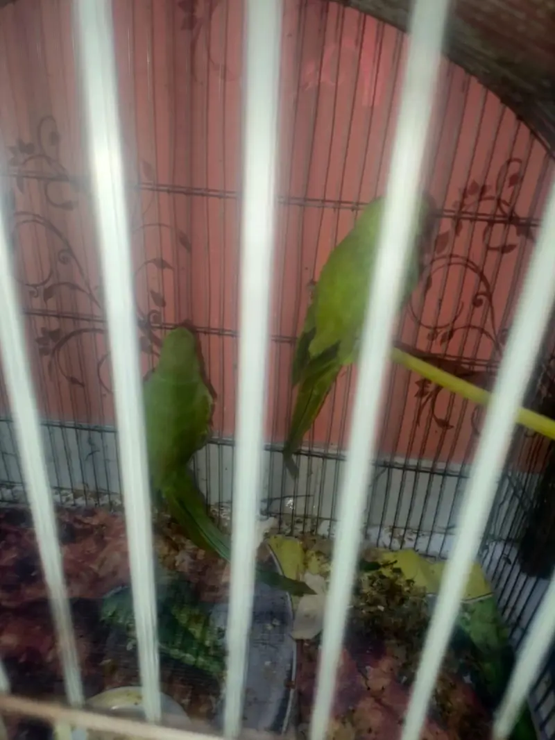 green — photo 2