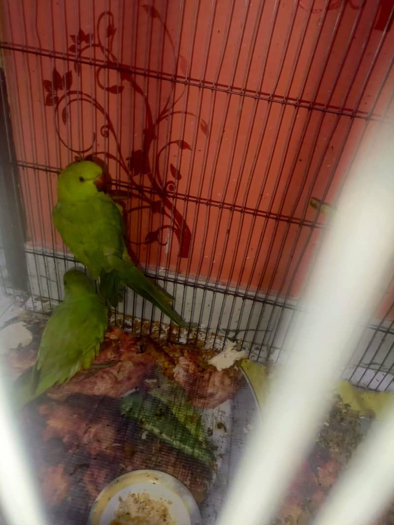 green 2