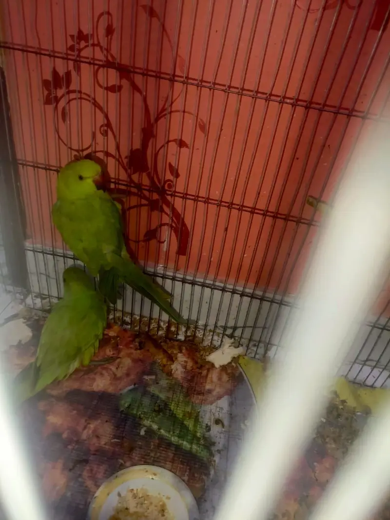 green — photo 3