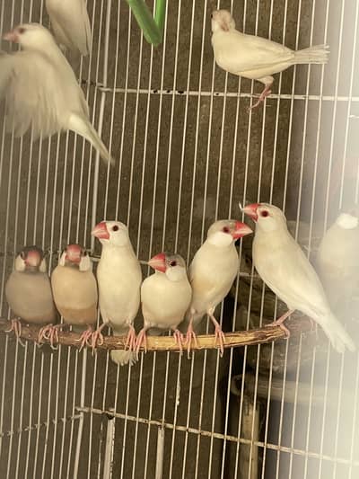 Opal Albino Fawn Silver Java Ready for First Breed