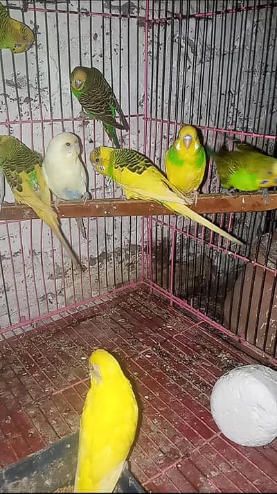 Budgies Breeder Pairs
