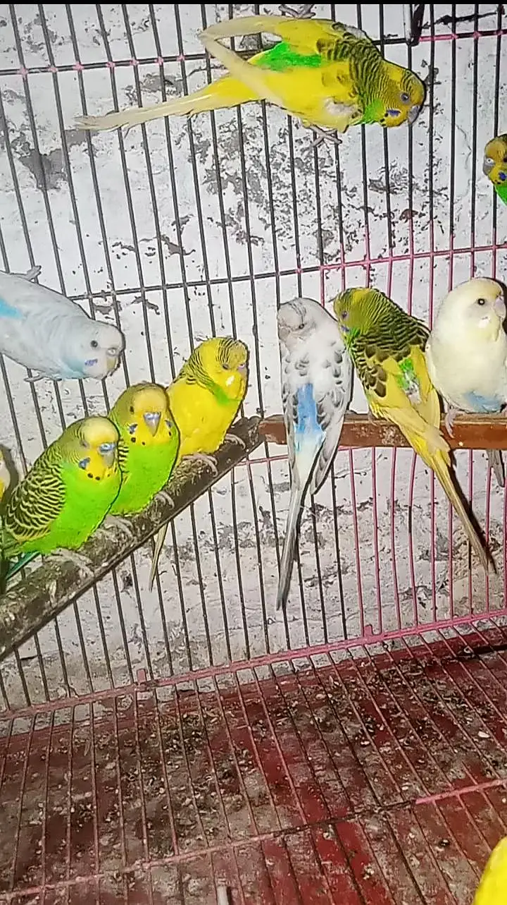 Budgies Breeder Pairs — photo 2
