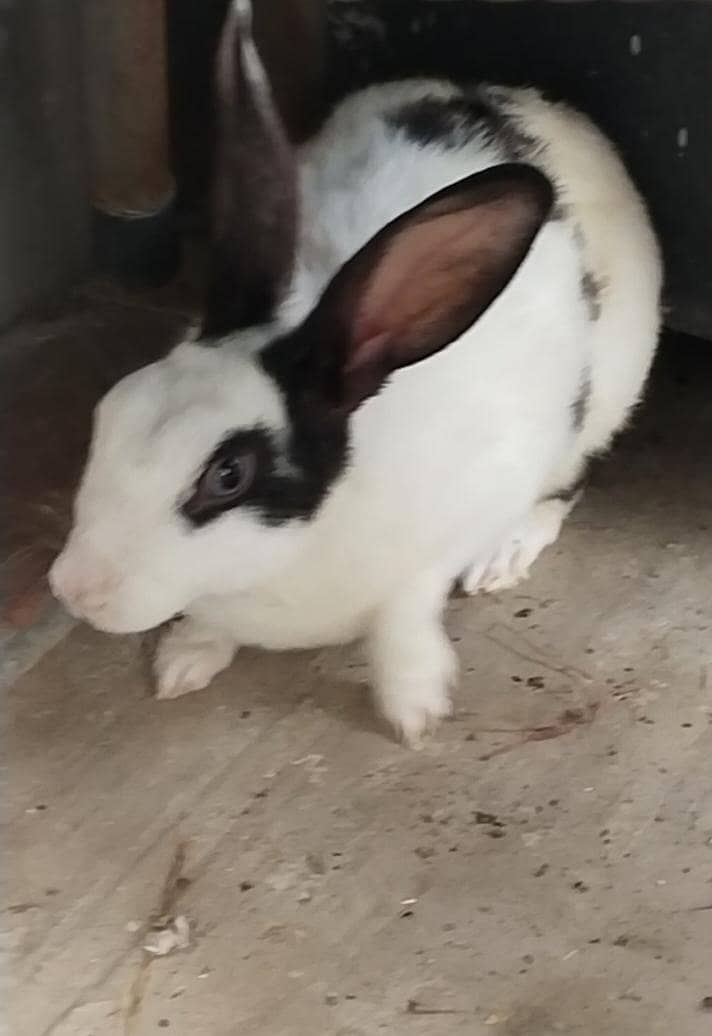 Breeder Rabbits 0