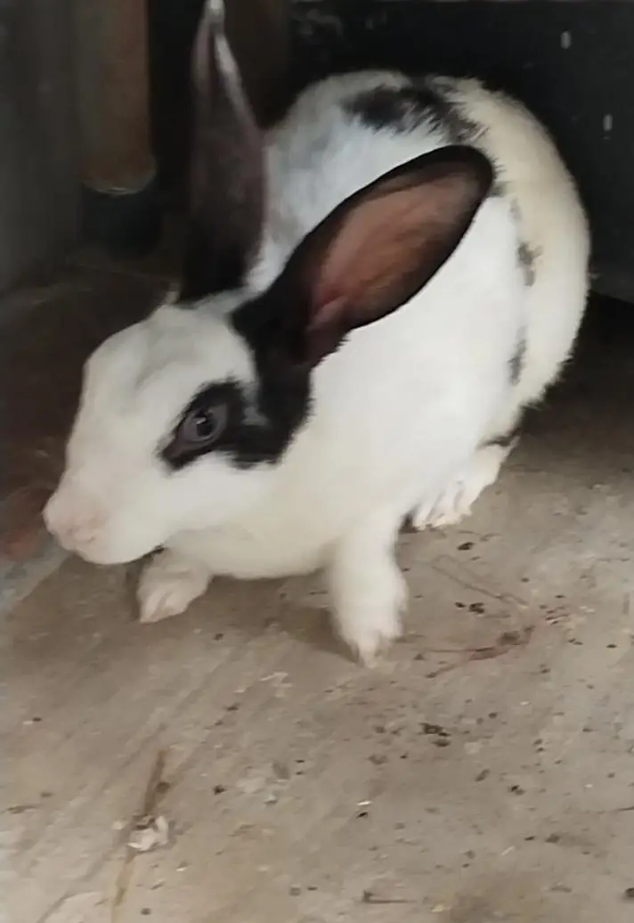Breeder Rabbits