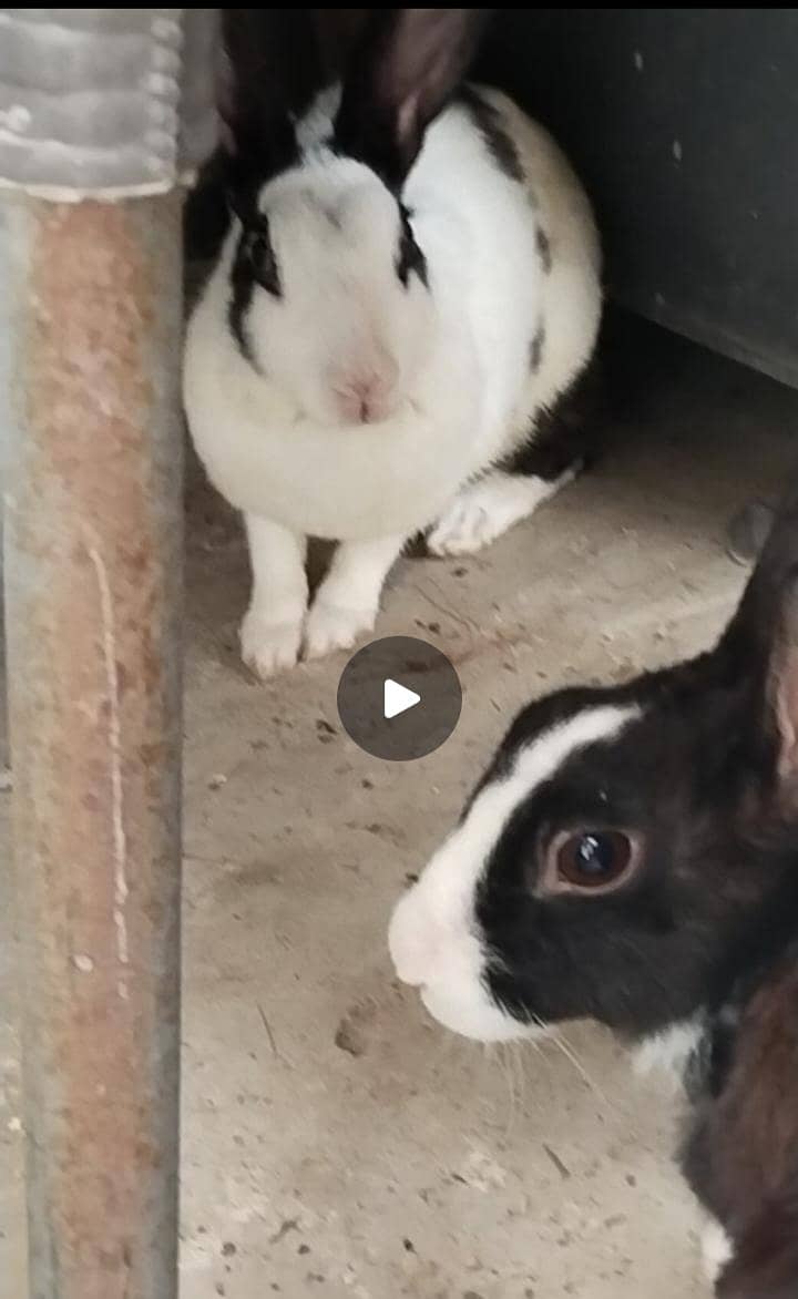 Breeder Rabbits 1