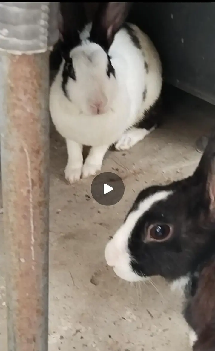 Breeder Rabbits — photo 2