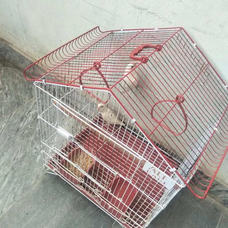 fishers love bird pairs