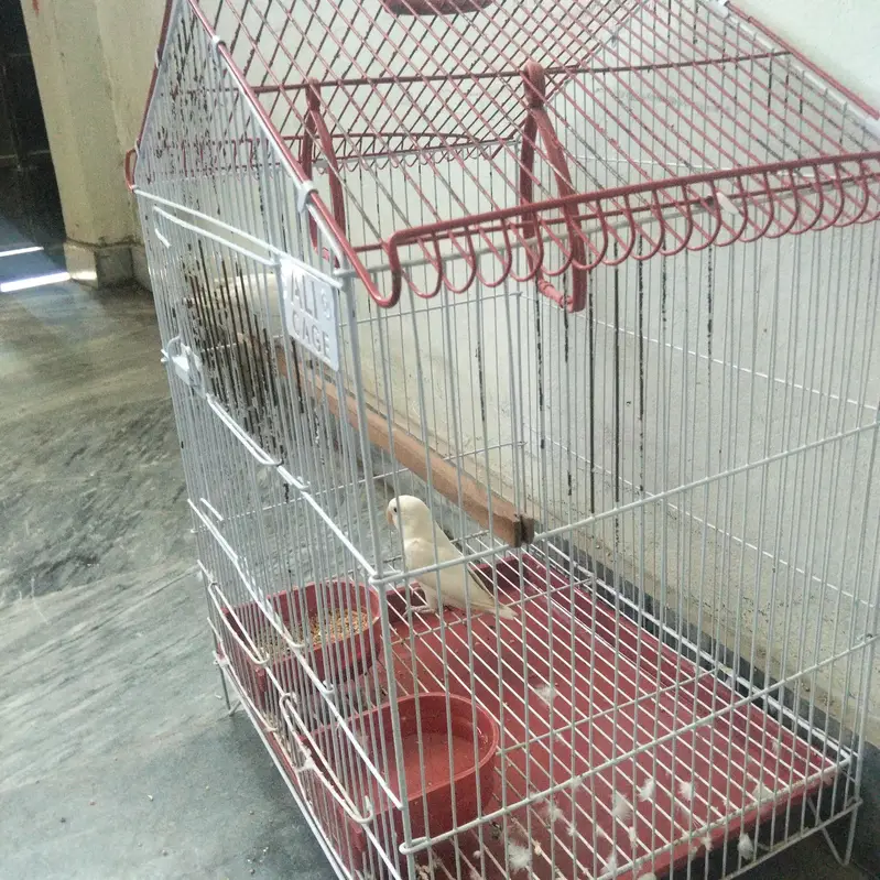 fishers love bird pairs — photo 2