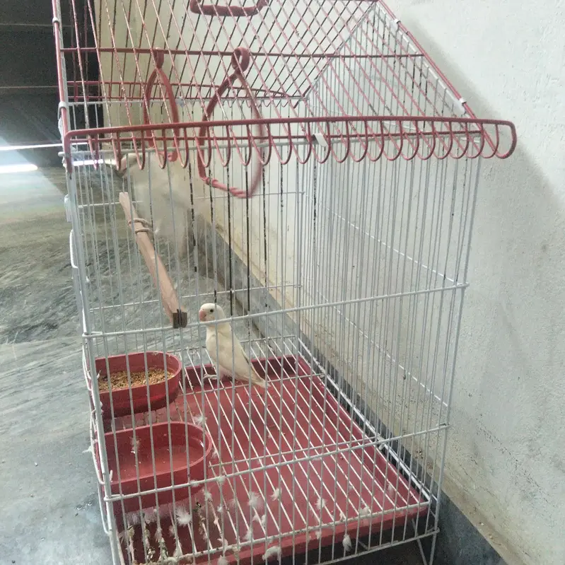 fishers love bird pairs — photo 3