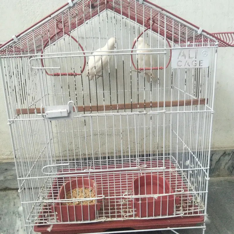 fishers love bird pairs — photo 5