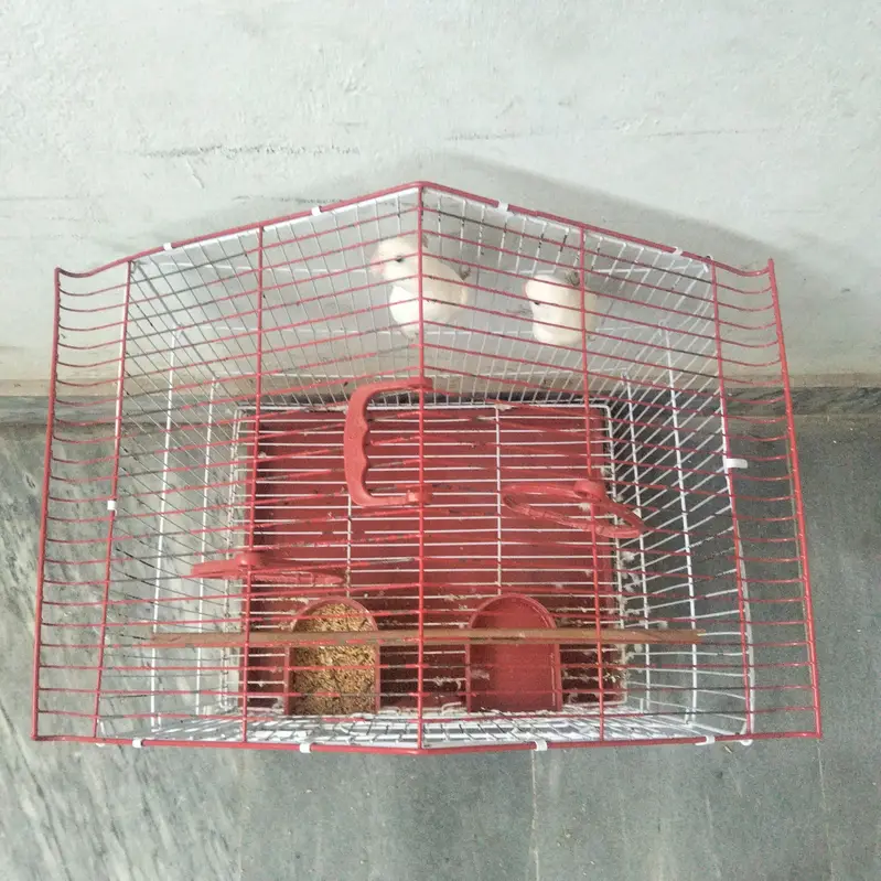 fishers love bird pairs — photo 6