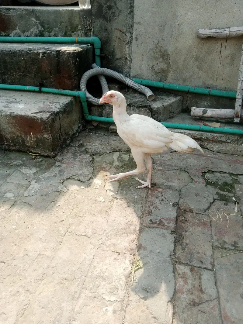 Heera aseel — photo 3